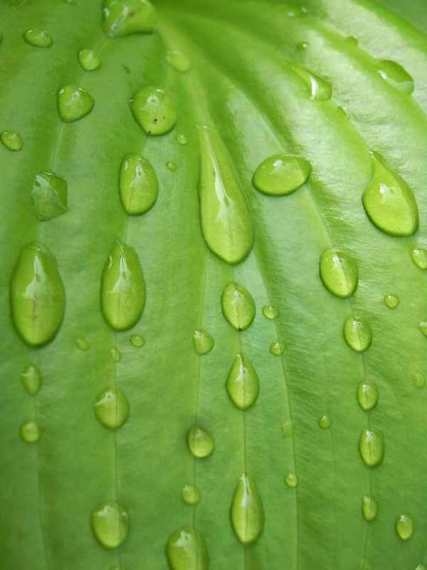 blatt mit regentropfen