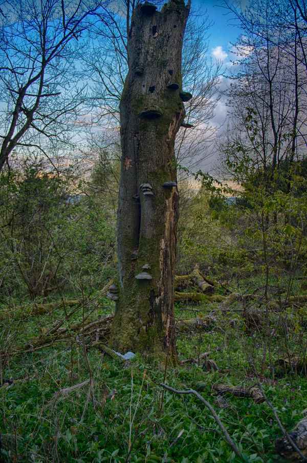 Abgestorbener Baum