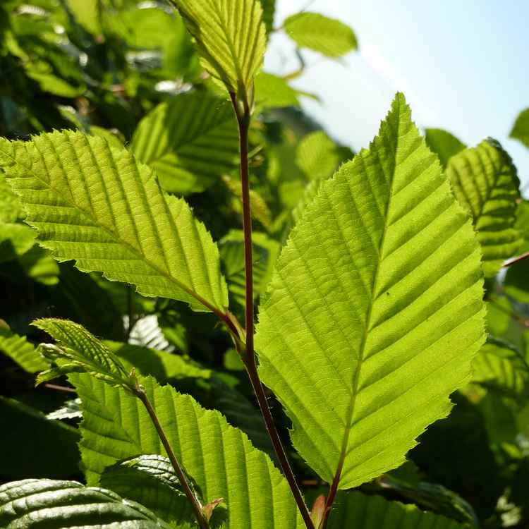 Buche Baum des Jahres 2011