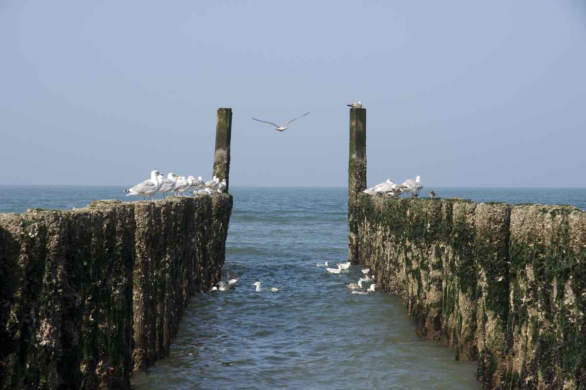 Strand Impressionen Zeeland 2