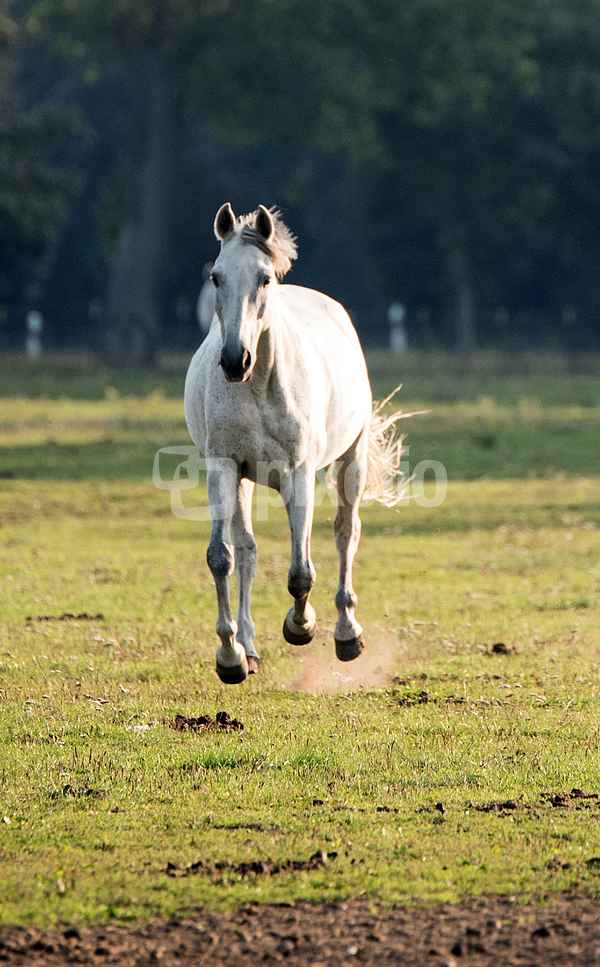 Bluegrey kommt