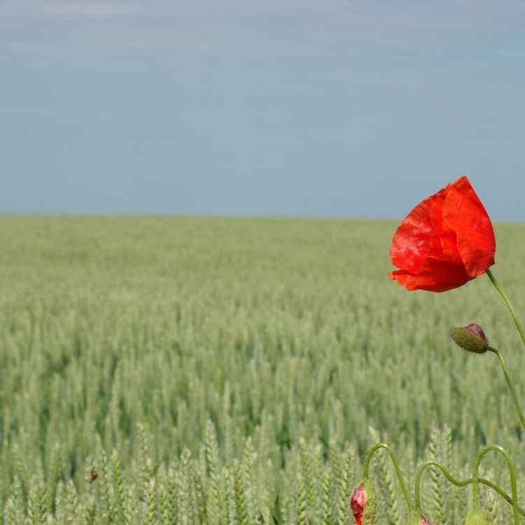 mohn am kornfeld