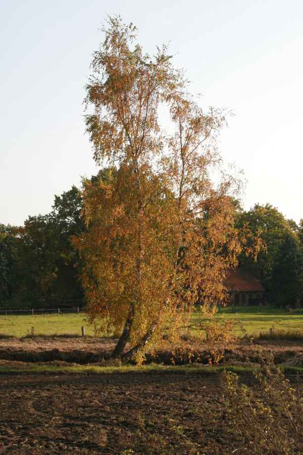 Baum im Herbst