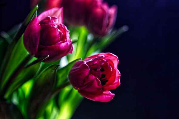 rote Tulpen