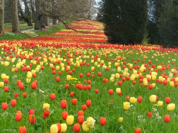 Tulpenmeer auf der Insel Mainau