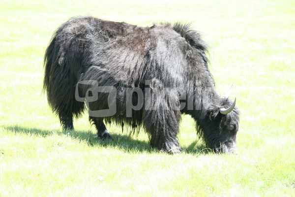 Yak