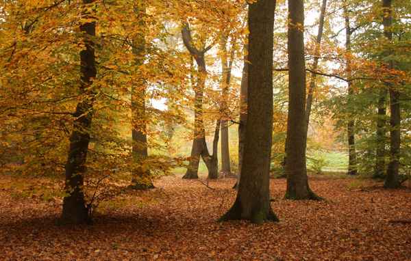 Buchenwald im Herbst