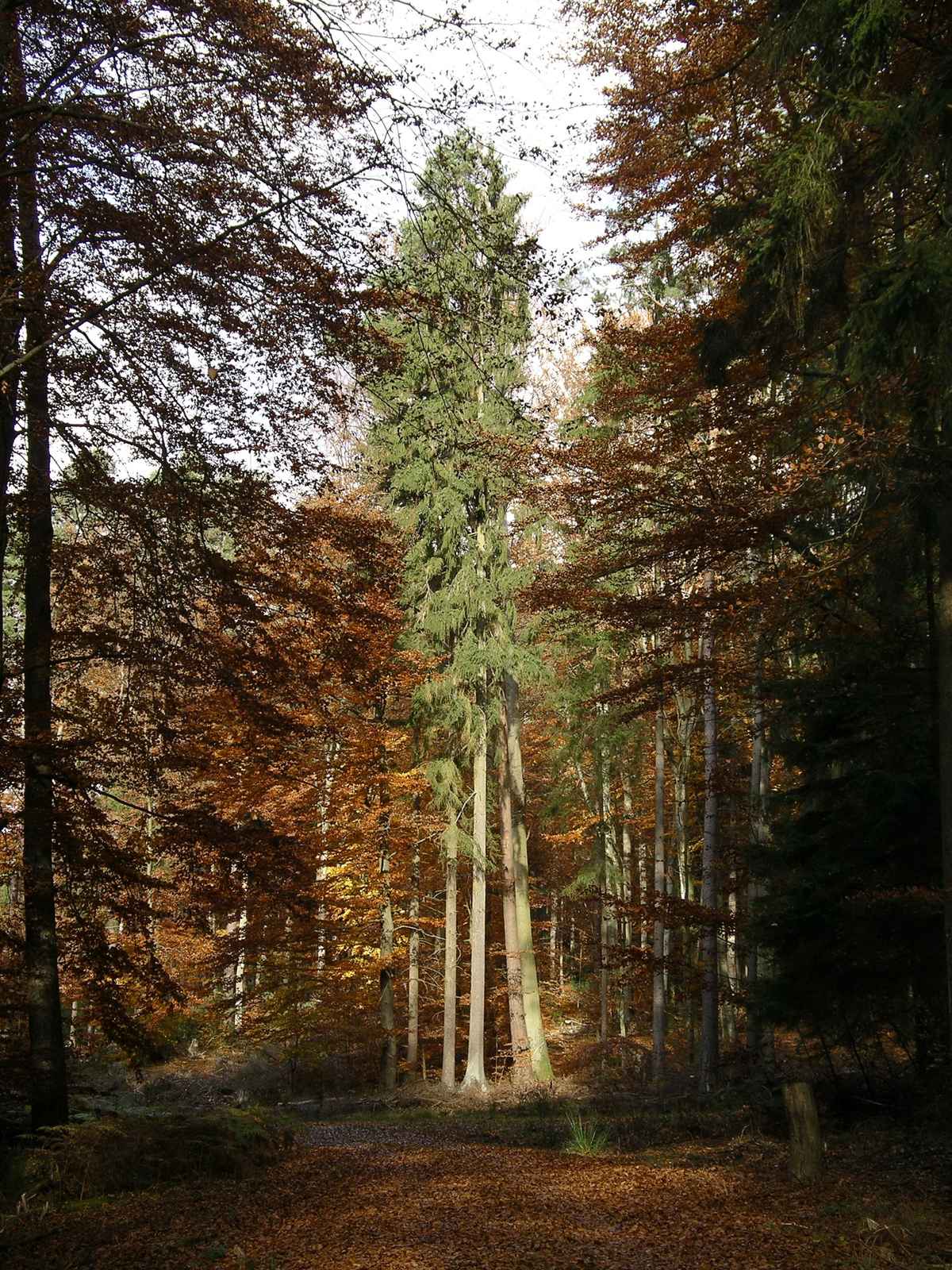 Platane in der Abendsonne