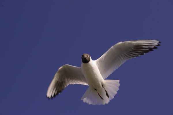 Möwe (10)