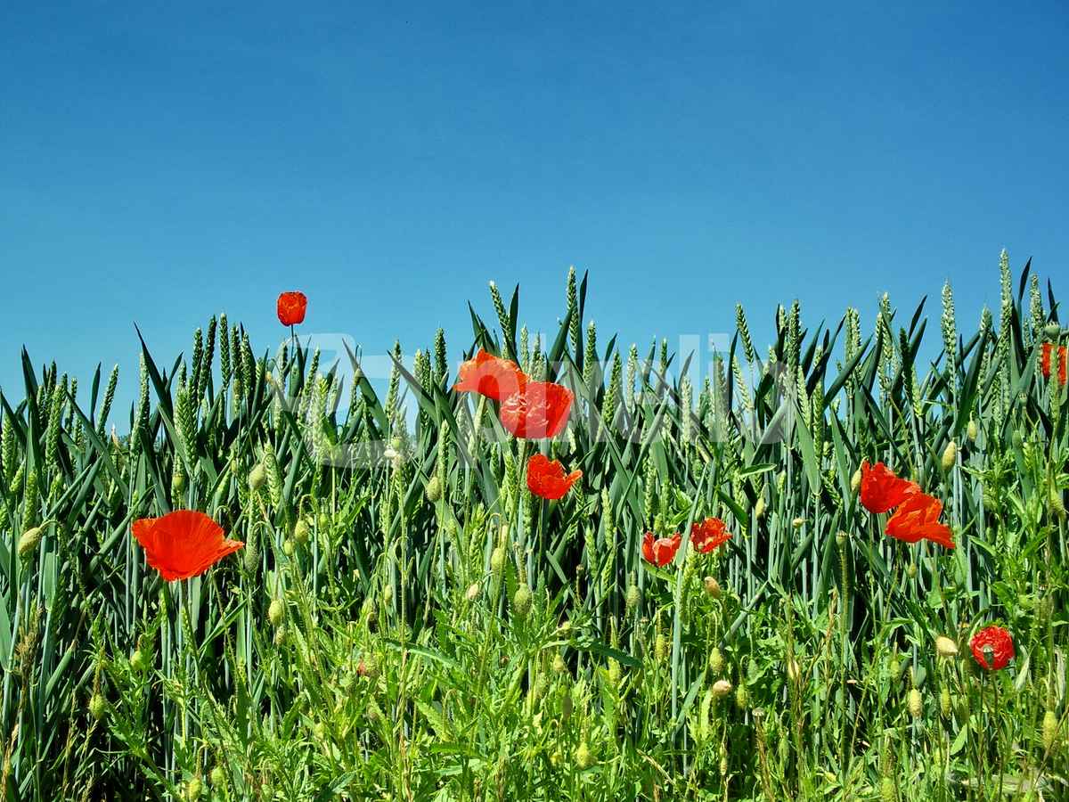 Mohnblüte am Weizenfeld