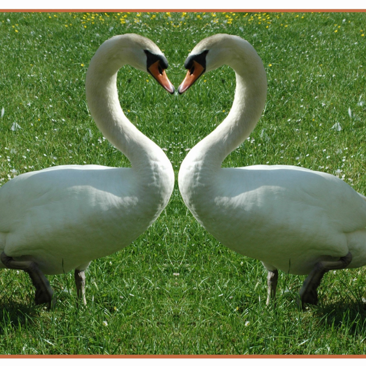 Schwanenherz