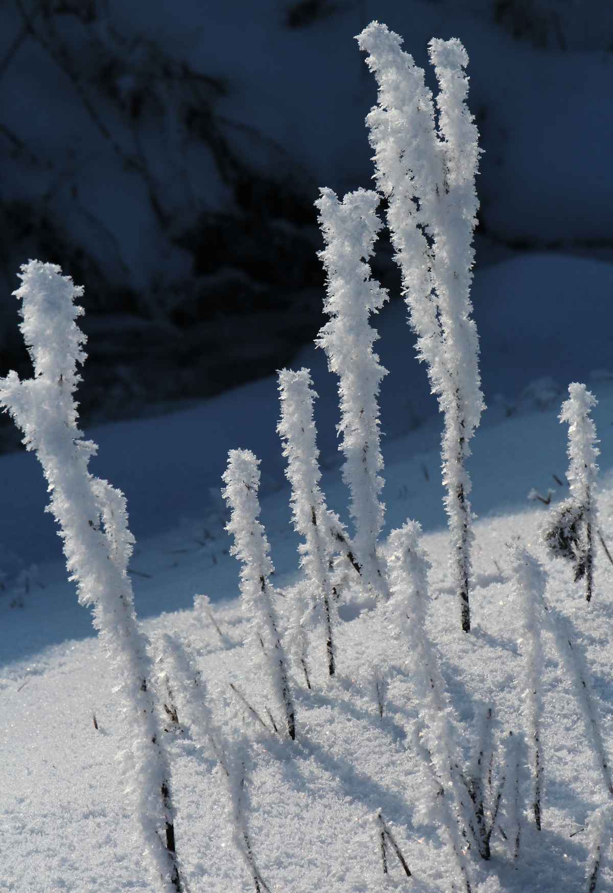 WS "Eisblumen"