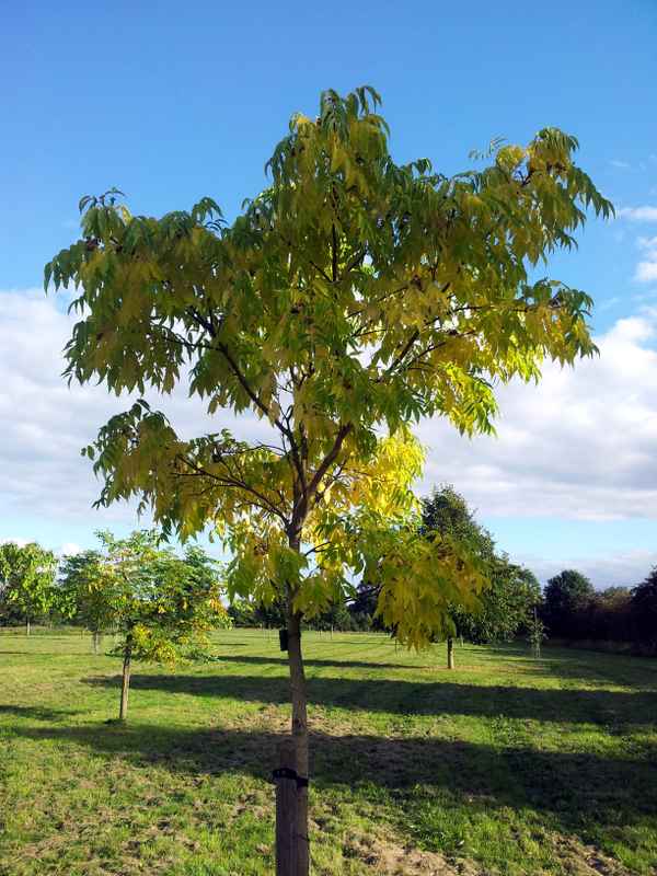 Amur-Korkbaum