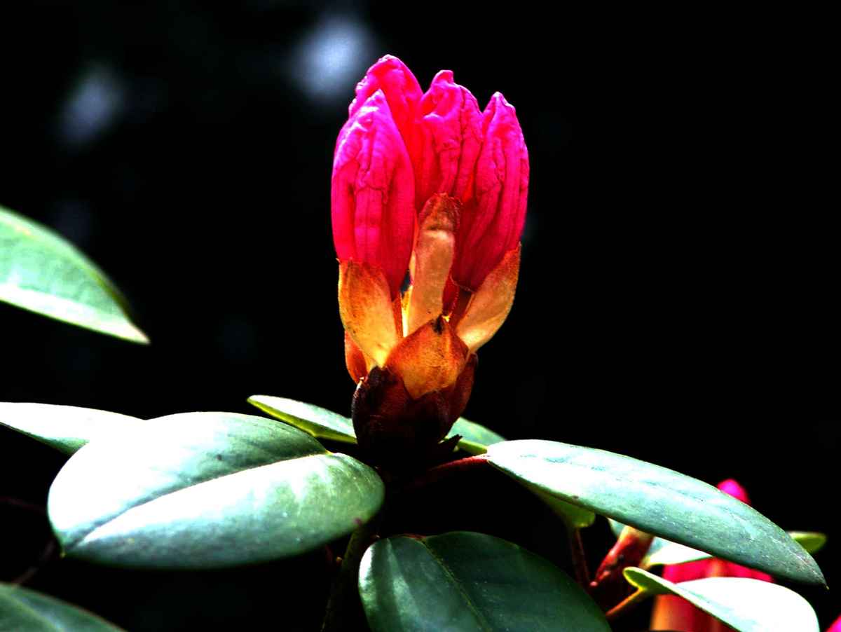 Rhododendron