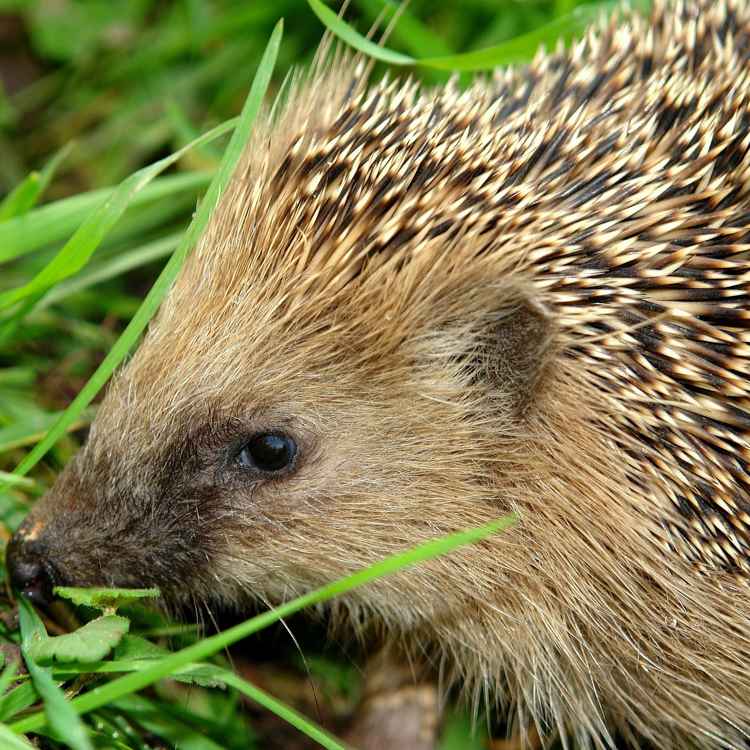 Der Winterspeck muss her