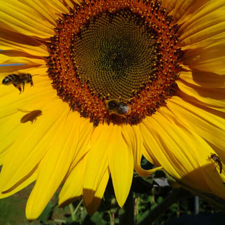 Biene auf Sonnenblume