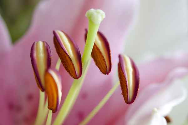Lilienblütenstempel 1 rosa