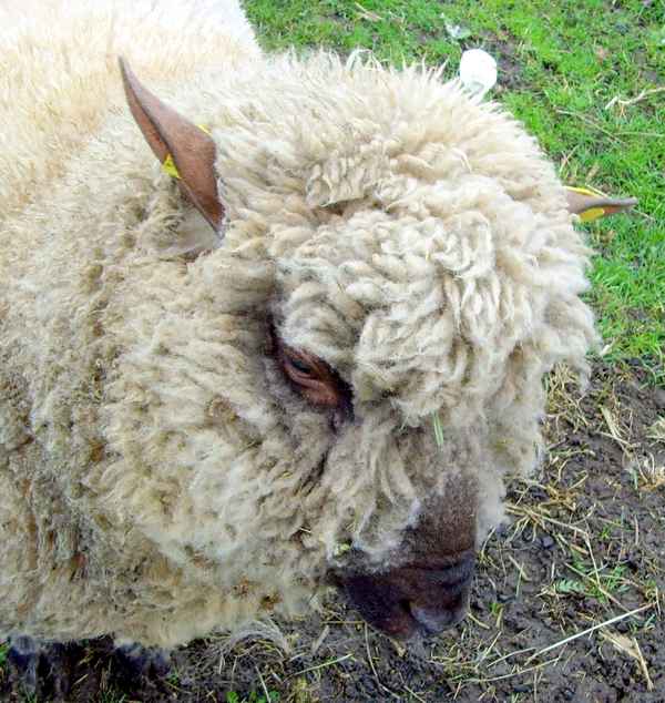 Ein Shropshire-Wuschelkopf