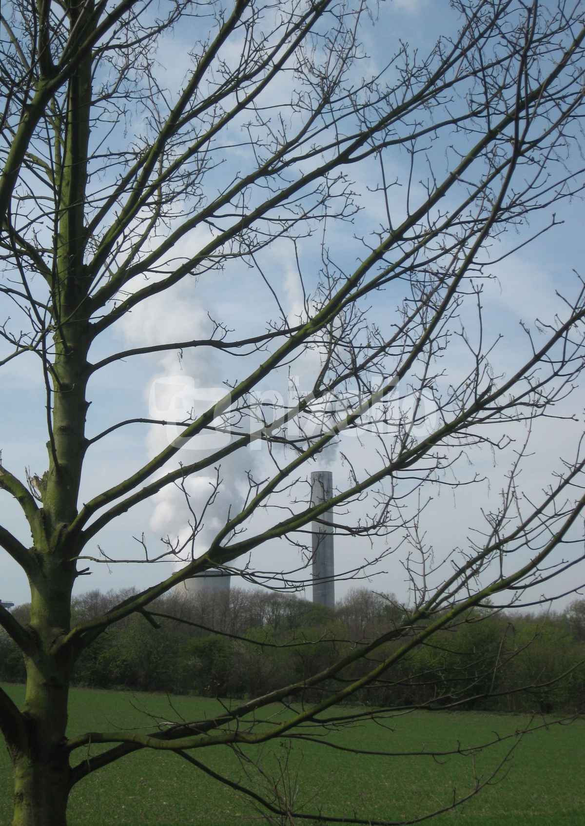 Baum mit Kraftwerk dahinter
