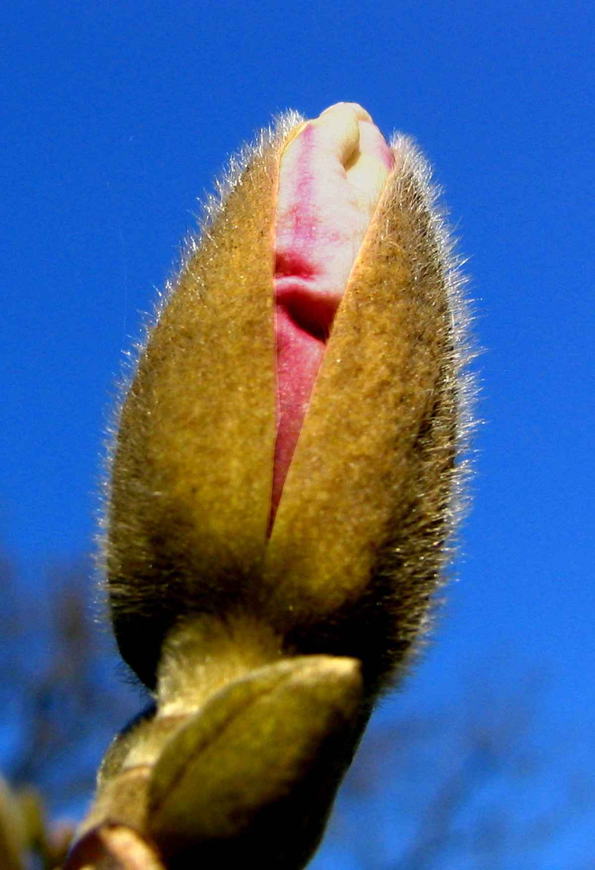Knospe