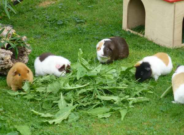 Meerschweinchen