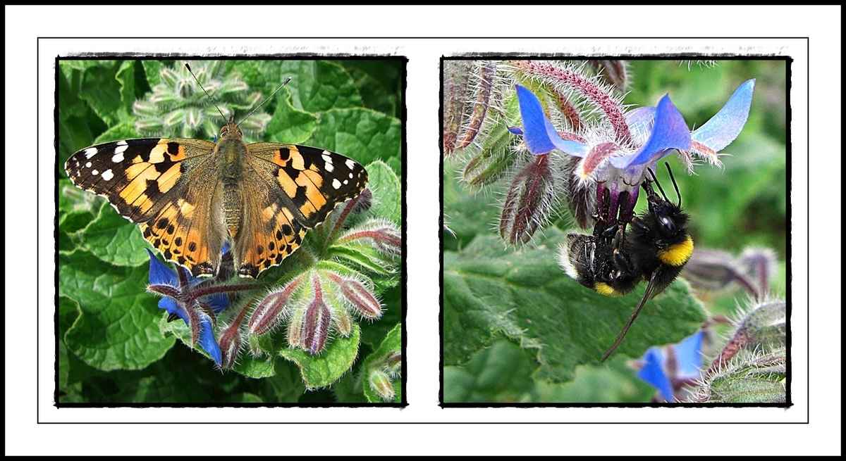 ... auf einen Drink bei Borretschens