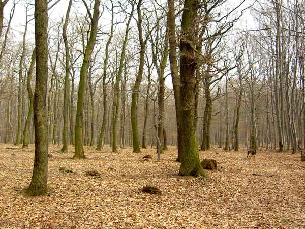 Laubwald im Winter 1