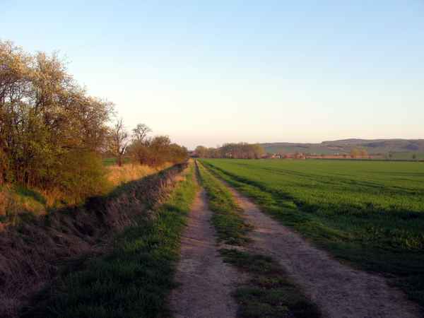 Sattes Grün 1