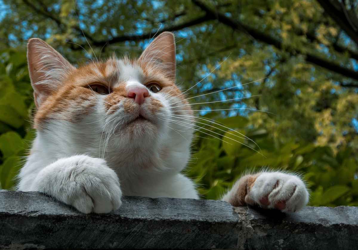 Auf der Mauer
