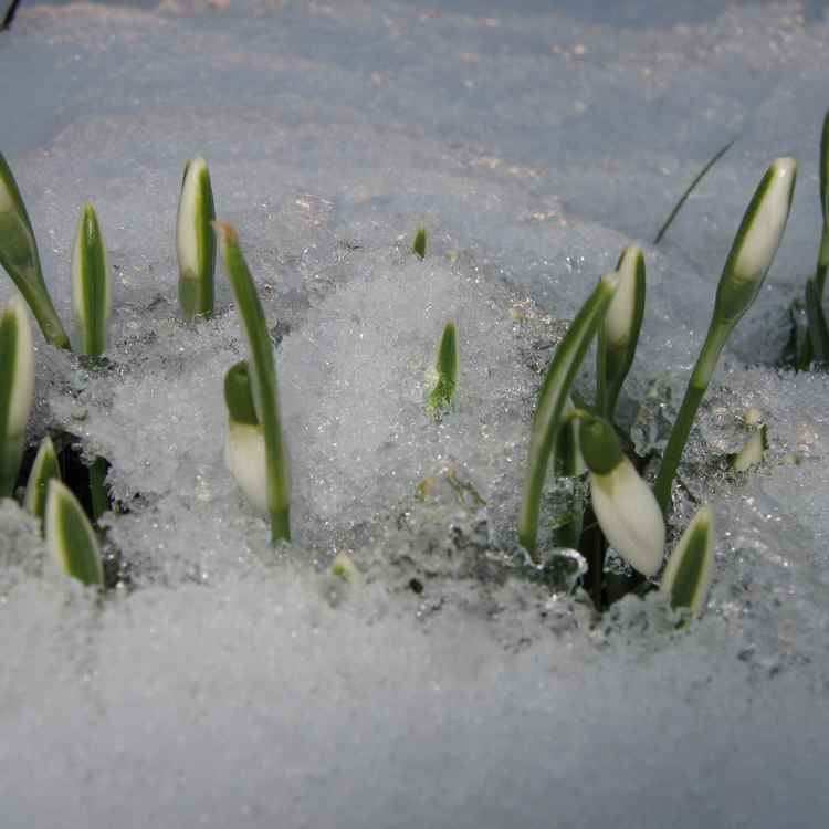 Schneeglöckchen im Eis