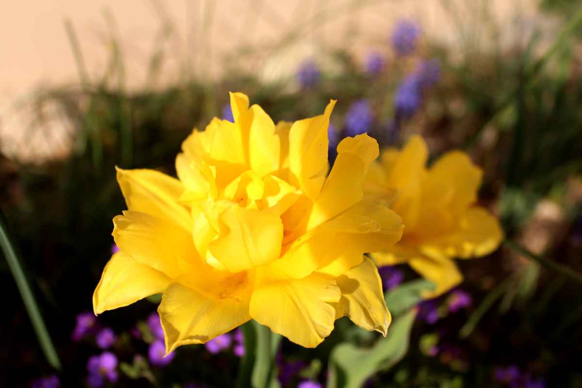 Blütentraum in Gelb