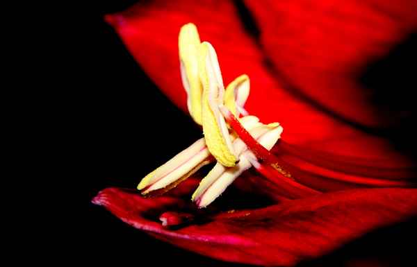 feurige Amaryllis