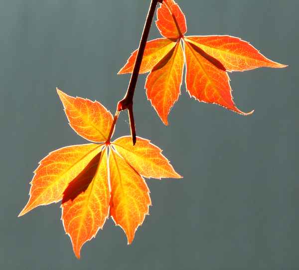 Herbstlaub