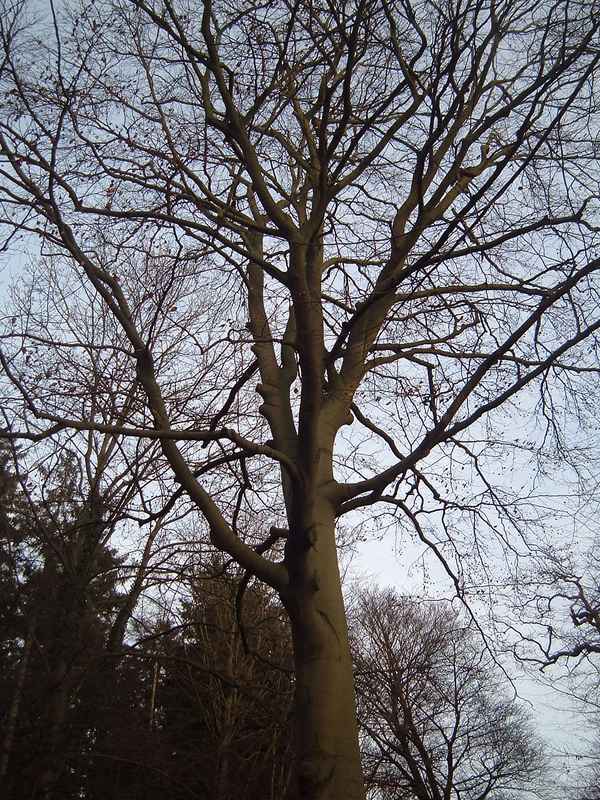 Baum