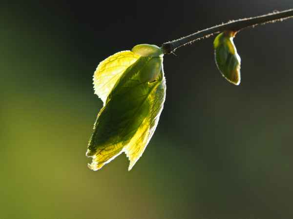 zartes frühlingsgrün   ( linde )