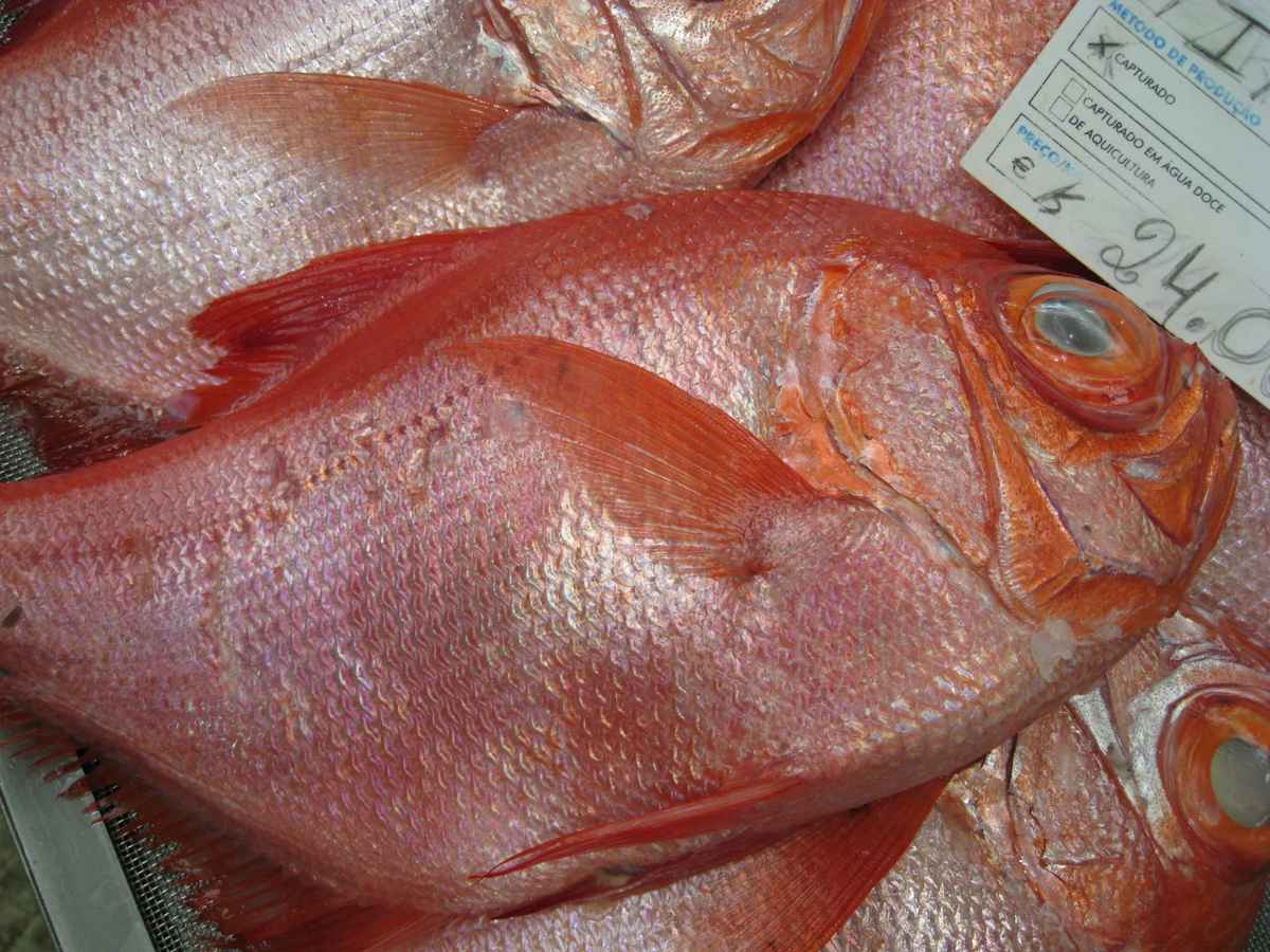 Fisch in Markthalle