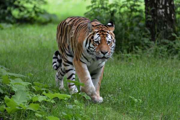 Knuthenborg Safaripark auf Lolland