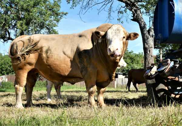 Bulle in voller Schönheit