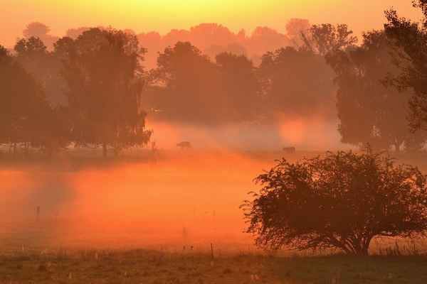 Morgennebel