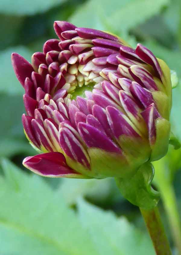 Sich öffnende Dahlienknospe