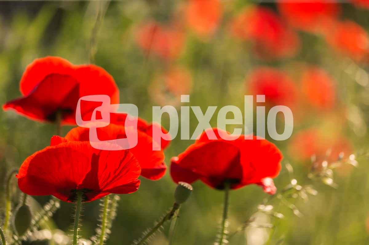 der erste Mohn blüht wieder
