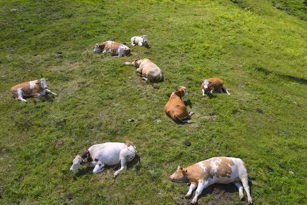 Glückliche Kühe auf der Weide