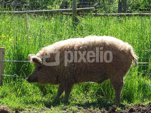 Mangalitza Schwein