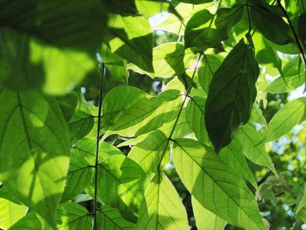 Grünes Blätterdach