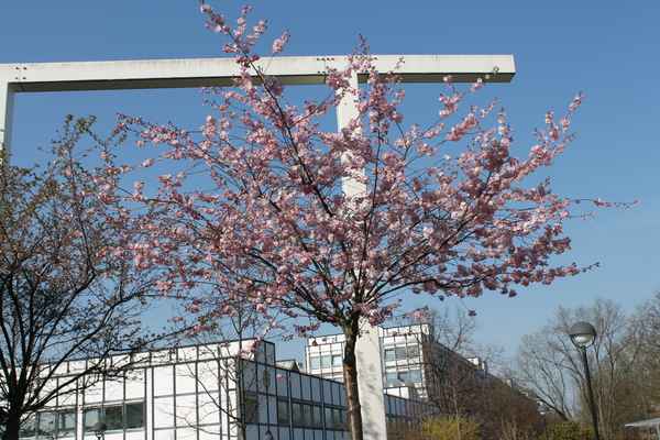 Japanische Zierkirsche