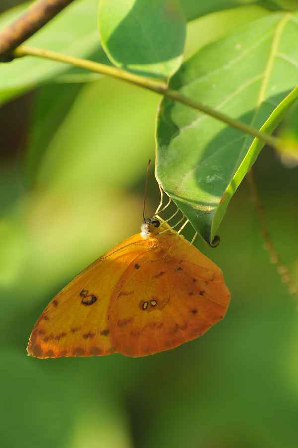 Orangegetüpfelter Gelbling