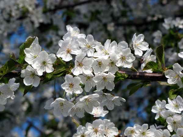 Kirschblüte