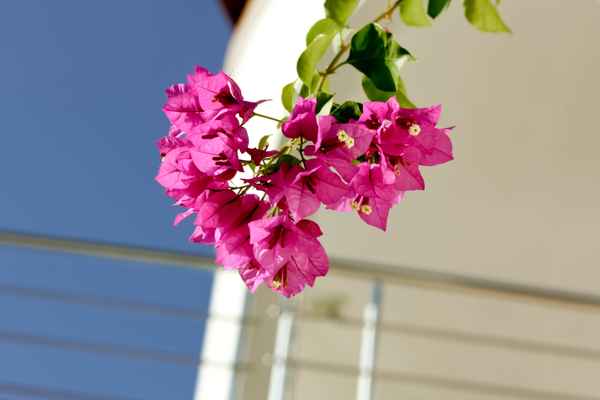 Bougainvillea vor dem Haus
