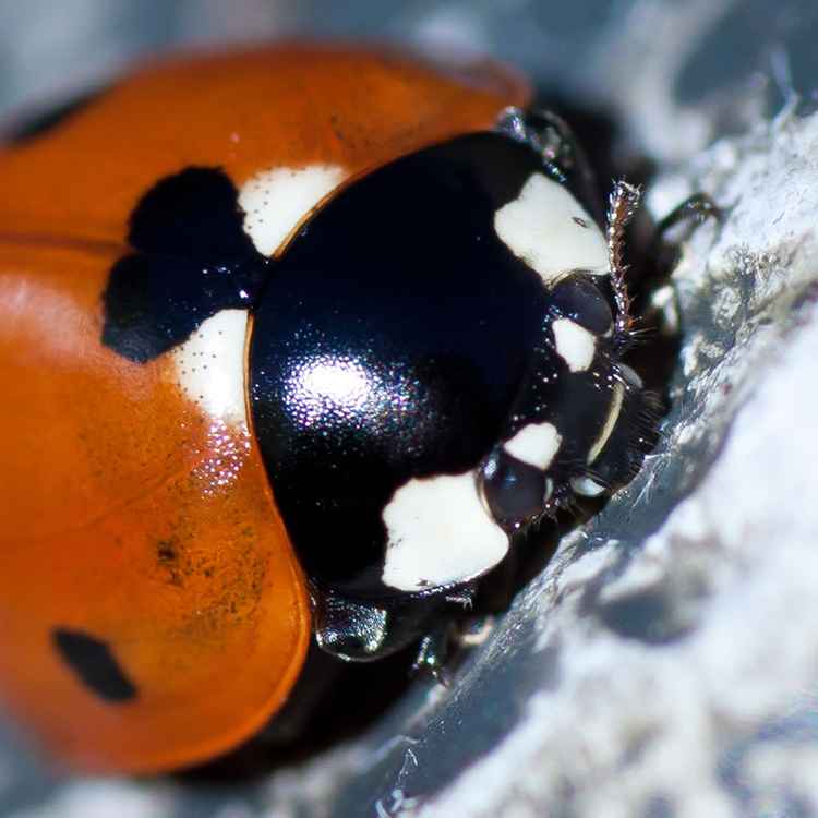 Marienkäfer auf Stein