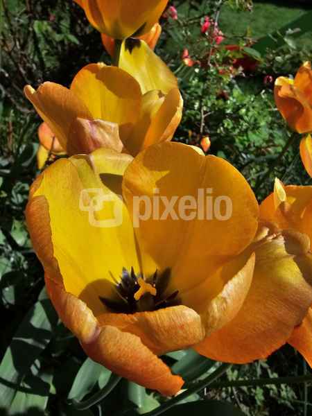 Gelbe Tulpen